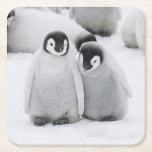 Keizerpinguïnkuikens op het ijs in Antarctica Kartonnen Onderzetters