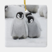 Keizerpinguïnkuikens op het ijs in Antarctica Keramisch Ornament (Voorkant)