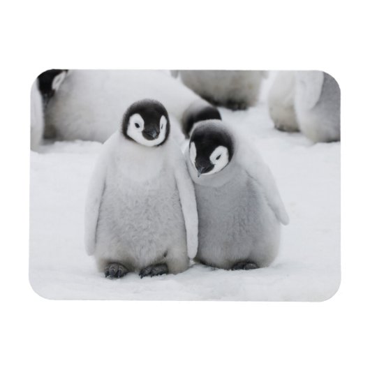 Keizerpinguïnkuikens op het ijs in Antarctica Magneet (Horizontaal)