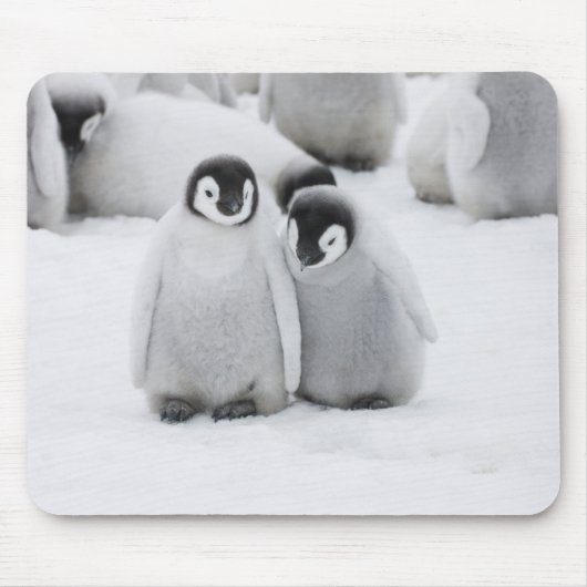 Keizerpinguïnkuikens op het ijs in Antarctica Muismat (Voorkant)