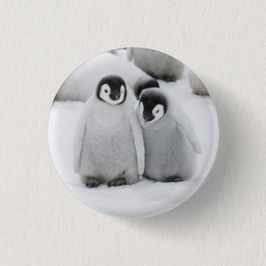 Keizerpinguïnkuikens op het ijs in Antarctica Ronde Button 3,2 Cm (Voorkant)