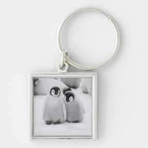 Keizerpinguïnkuikens op het ijs in Antarctica Sleutelhanger