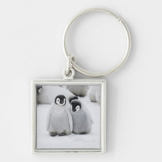 Keizerpinguïnkuikens op het ijs in Antarctica Sleutelhanger (Voorkant)