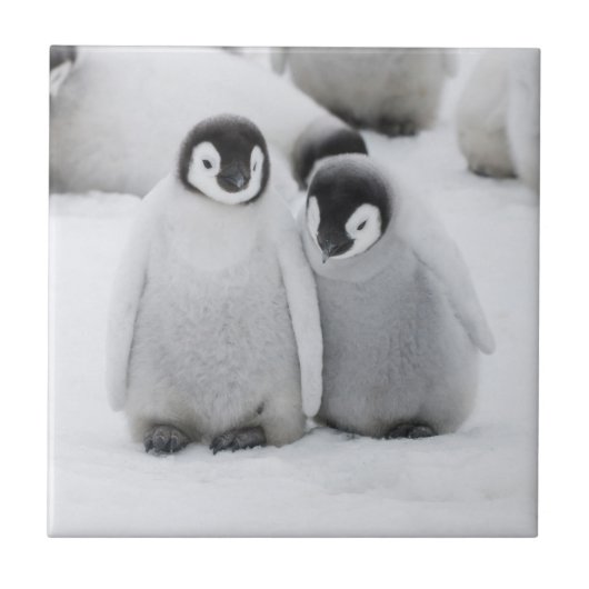 Keizerpinguïnkuikens op het ijs in Antarctica Tegeltje (Voorkant)