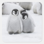 Keizerpinguïnkuikens op het ijs in Antarctica Vierkante Sticker (Voorkant)