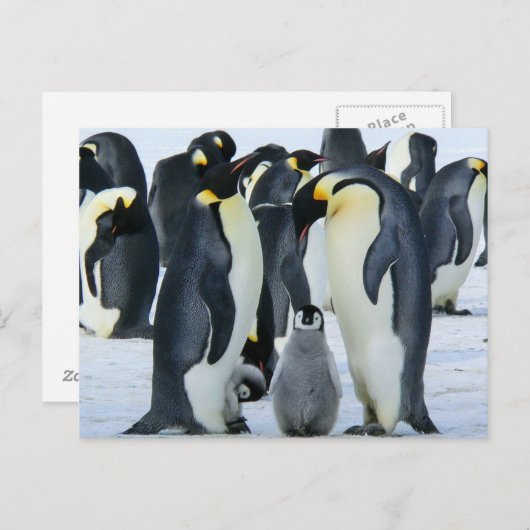 keizerpinguïns briefkaart (Voorkant / Achterkant)