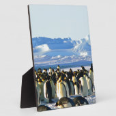 keizerpinguïns fotoplaat (Zijkant)