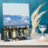 keizerpinguïns fotoplaat (Zijkant)