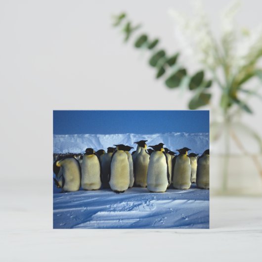 keizerpinguïns met moonlicht briefkaart (Staand voorkant)