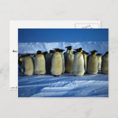 keizerpinguïns met moonlicht briefkaart (Voorkant / Achterkant)