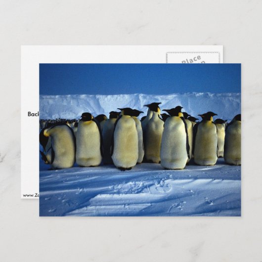 keizerpinguïns met moonlicht briefkaart (Voorkant / Achterkant)