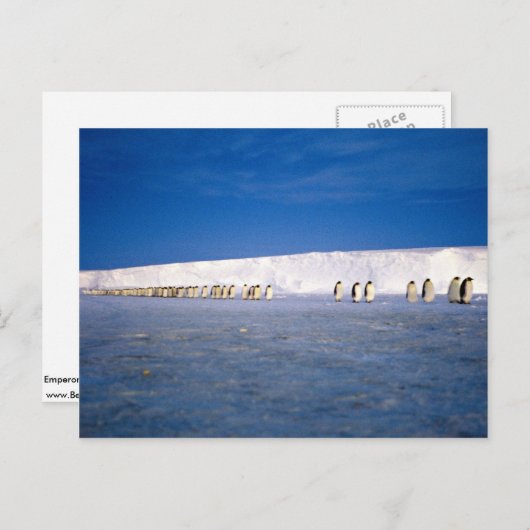 keizerpinguïns met moonlight, Antarctica Briefkaart (Voorkant / Achterkant)