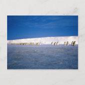 keizerpinguïns met moonlight, Antarctica Briefkaart (Voorkant)