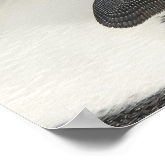 keizerpinguïns met poster van de kuiken (Hoek)