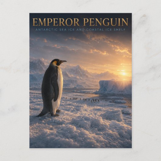 Keizerspinguïn Antarctisch Ijs DIEREN Briefkaart (Voorkant)