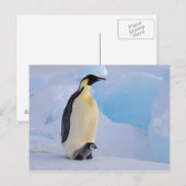 Keizerspinguïn | Aptenodytes Briefkaart (Voorkant / Achterkant)