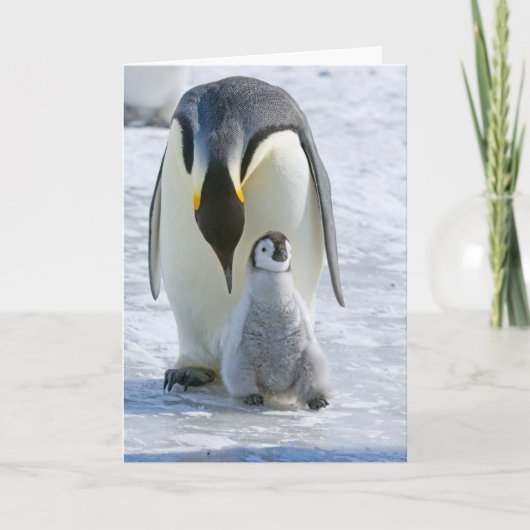 Keizerspinguïn met Kuiken - notitiekaart (Voorkant)
