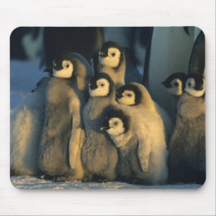 Keizerspinguïnkuikens in crèche, Aptenodytes Muismat