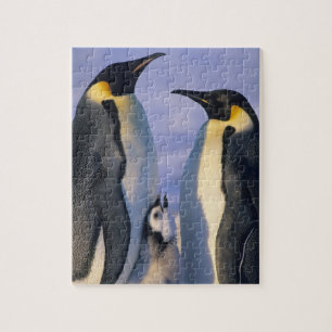 Keizerspinguïns (Aptenodytes forsteri) Volwassenen Legpuzzel