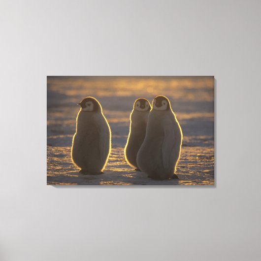 Keizerspinguïns Canvas Afdruk (Voorkant)