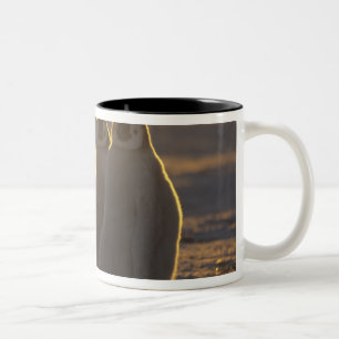 Keizerspinguïns Tweekleurige Koffiemok