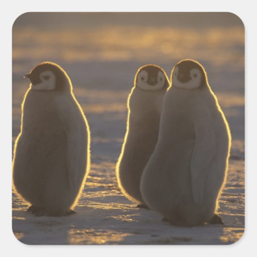 Keizerspinguïns Vierkante Sticker (Voorkant)
