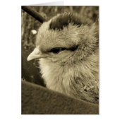 Kekker spelen in de tuin (Voorkant)