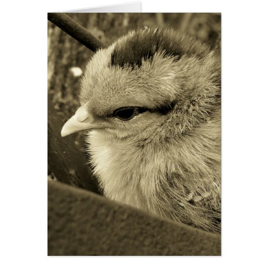 Kekker spelen in de tuin (Voorkant)