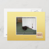 Kelder Kat, licht gedesoriënteerd Briefkaart (Voorkant / Achterkant)