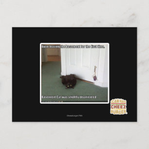 Kelder Kat, licht gedesoriënteerd Briefkaart
