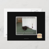 Kelder Kat, licht gedesoriënteerd Briefkaart (Voorkant / Achterkant)