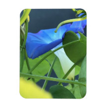 Kelk-van-Blauwe Morgenstond