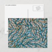 Kellpepercellen onder de microscoop briefkaart (Voorkant / Achterkant)