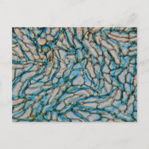 Kellpepercellen onder de microscoop briefkaart