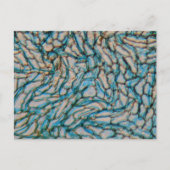 Kellpepercellen onder de microscoop briefkaart (Voorkant)