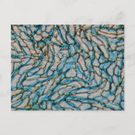 Kellpepercellen onder de microscoop briefkaart (Voorkant)