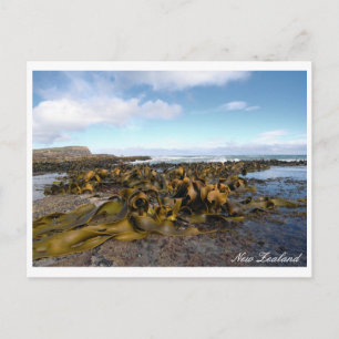 Kelp Coast, Rocky Scenery, Nieuw-Zeeland Briefkaart