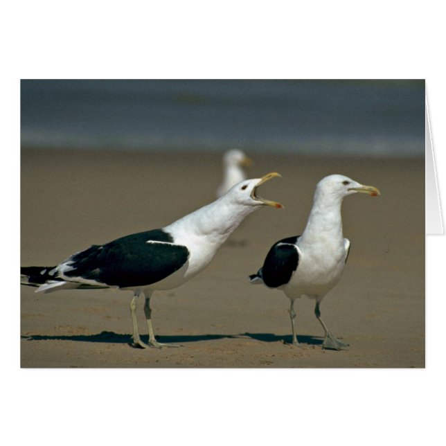 Kelp Gull (Voorkant Horizontaal)