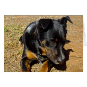 Kelpie_Boerderij_Life,_