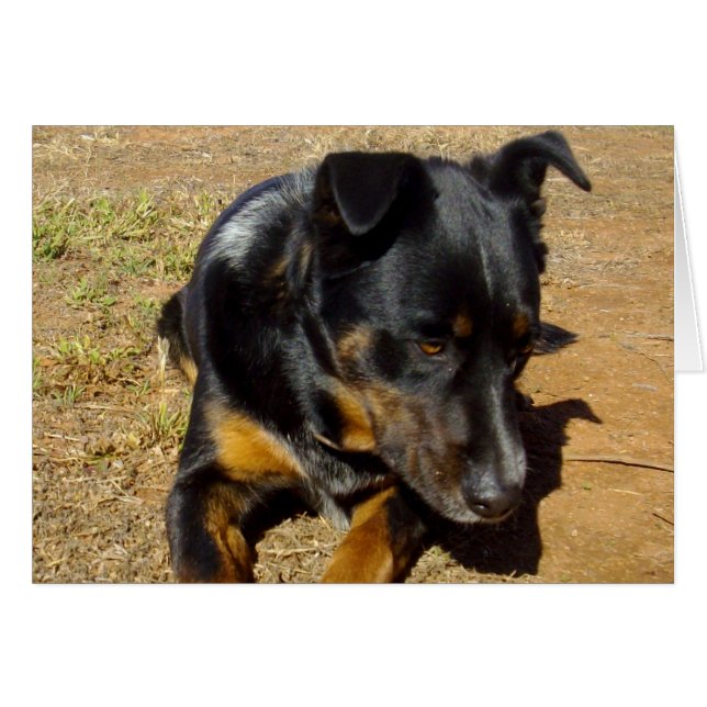 Kelpie_Boerderij_Life,_ (Voorkant Horizontaal)