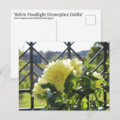 Kelvin Floodlight Dinnerplate Dahlia Briefkaart (Voorkant / Achterkant)