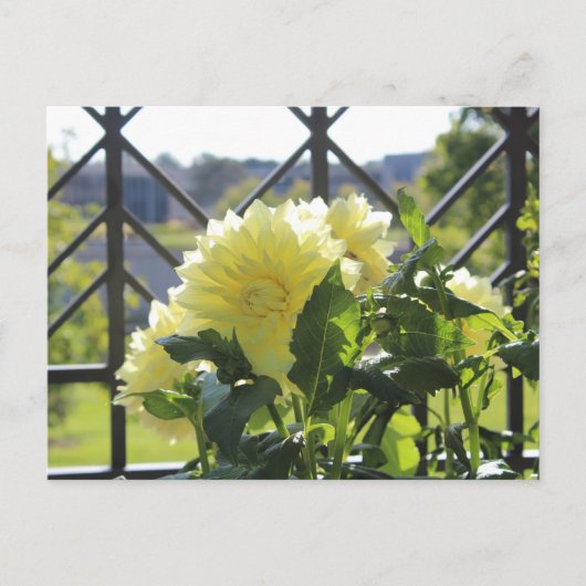 Kelvin Floodlight Dinnerplate Dahlia Briefkaart (Voorkant)