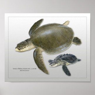 Kemp's Ridley Zee Turtle Adult en Juvenile Print