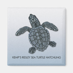 Kemp's Ridley Zee Turtle Hatchling Magnet