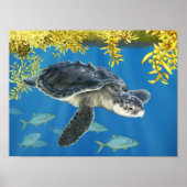 Kemp's Ridley Zee Turtle met Sargassum Poster (Voorkant)