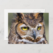 Kendall County, Texas Grote paarden Briefkaart (Voorkant / Achterkant)