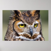 Kendall County, Texas Grote paarden Poster (Voorkant)