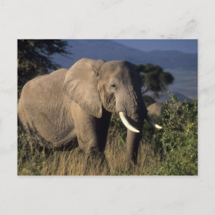 Kenia: Amboseli, mannelijke Afrikaanse olifant Briefkaart