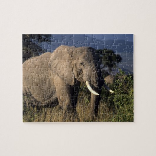 Kenia: Amboseli, mannelijke Afrikaanse olifant Legpuzzel (Horizontaal)