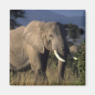 Kenia: Amboseli, mannelijke Afrikaanse olifant Magneet